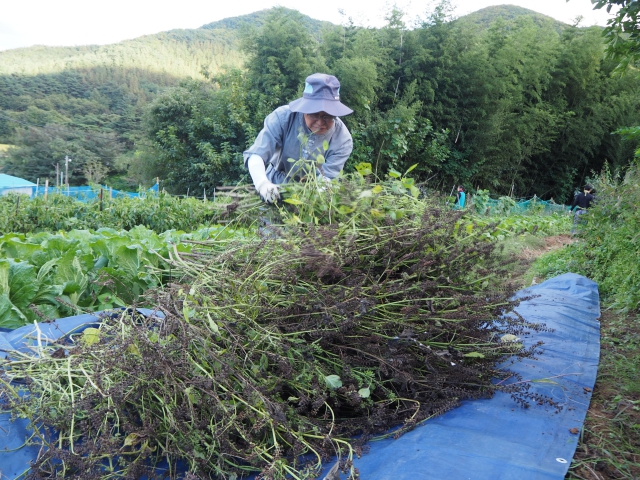 들깨를 수확하기 위해서는 들깨 알갱이를 놓치지 않도록 세심하게 주의를 기울여야 합니다.